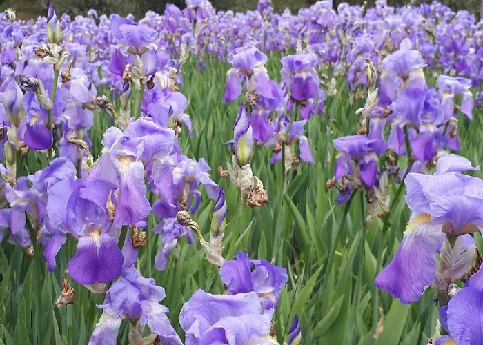Panzió Casa Soleluna